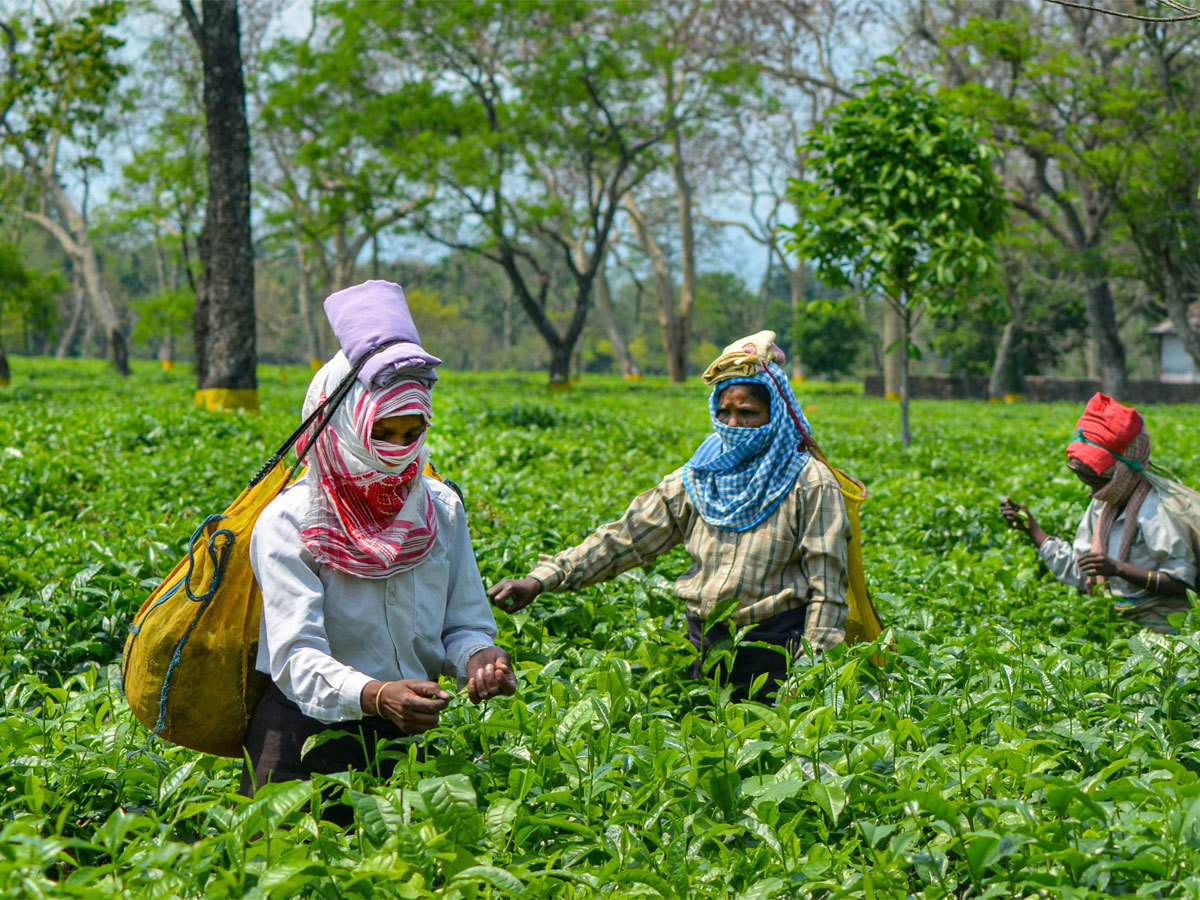 ৰাজ্যত বিক্ৰী কৰা হ'ল ২১ খন চাহ বাগিছা - Assam News Agency